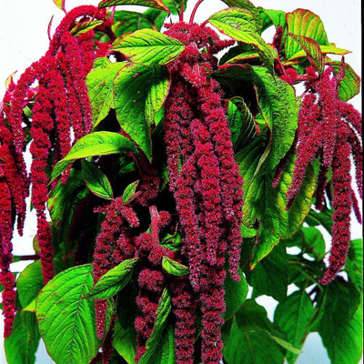 Epazo Amaranthus Seed(110 per packet)