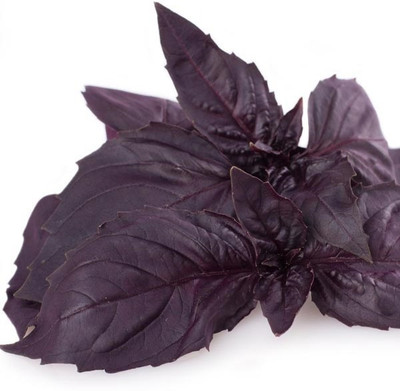 Qualtivate GUA-17 Amethyst Improved Purple Basil Seed(1000 per packet)