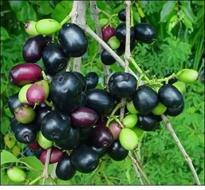 MAA Black Plum, Kala Jamun, Java Plum Seed(28 per packet)