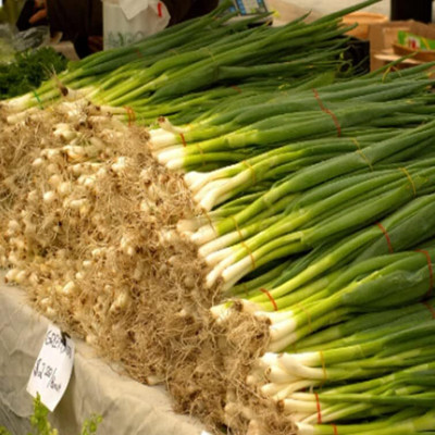 WILLVINE KGF -VI Evergreen White bunching Onion [10g] Seed(7500 per packet)