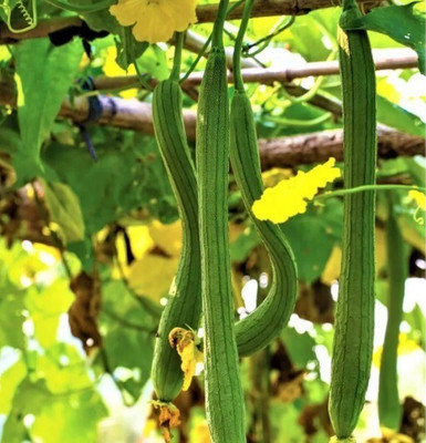 Quentova Sponge Gourd-XII-6D Seed(100 per packet)