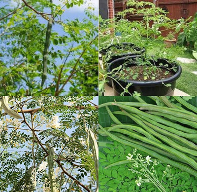 ibains Moringa drumstick seeds bij 12 Seed(12 per packet)