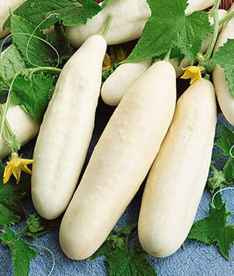 Qualtivate GBPT-4A F1 HYBRID WHITE CUCUMBER SEEDS Seed(300 per packet)