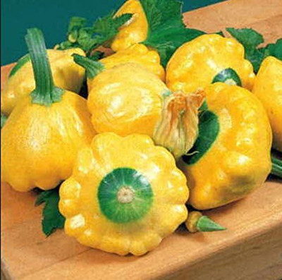 Qualtivate ICRA-3A Yellow Bush Scallop Summer Squash Seed(30 per packet)