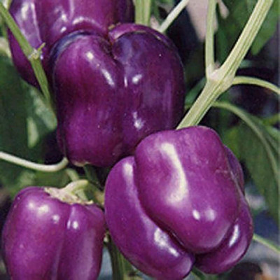 CYBEXIS Hybrid Purple Capsicum Seeds600 Seeds Seed(600 per packet)