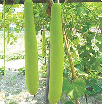 KANAYA Bottle Gourd Lauki Lau Clabash Seeds Hybrid Seed(80 per packet)