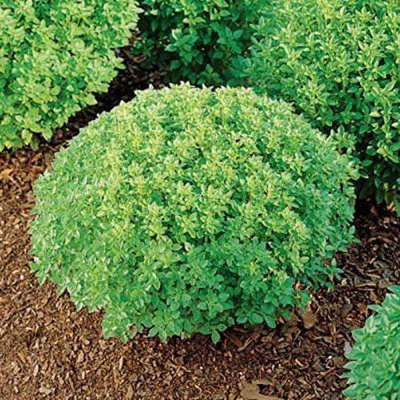 WILLVINE HUA-4 Basil Minette Dwarf Fine Bush Seed(2000 per packet)