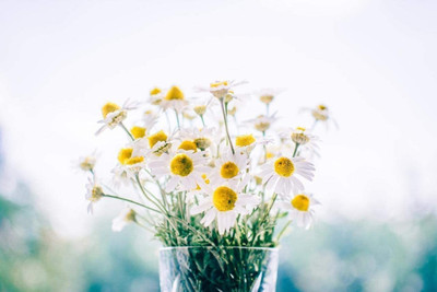 CYBEXIS XLR-40 - German Chamomile - (750 Seeds) Seed(750 per packet)