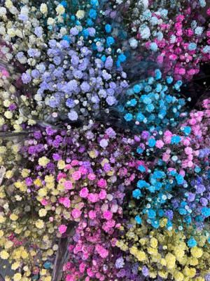 Aywal Gypsophila Gypsy Deep Rose Flower Seed(4 g)