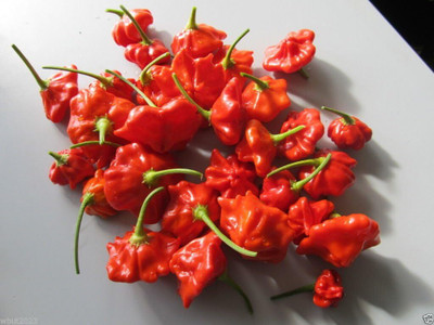 Qualtivate RES-5A Aji Pepper Brazilian Starfish Chilli Seed(300 per packet)