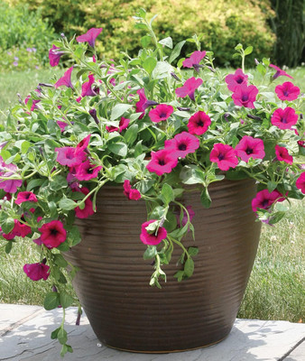 Qualtivate VXI-98 Purple Wave Petunia Seeds Seed(50 per packet)