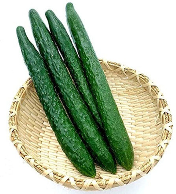 CYBEXIS Cucumber Seeds for Gardening Planting in Spring Heirloom500 Seeds Seed(500 per packet)