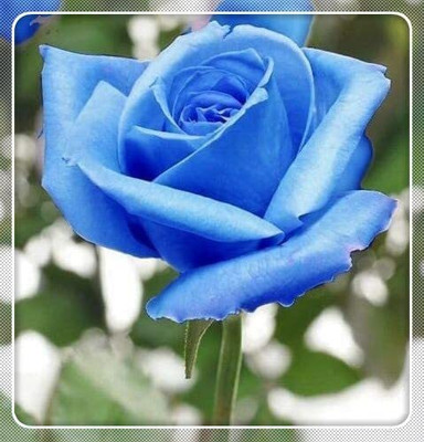 VibeX ® RXI-623 Rose Seeds for Planting Seed(50 per packet)