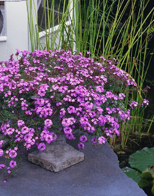 Aywal Verbena Seeds Tuscany Burgundy With Eye Seed(20 per packet)