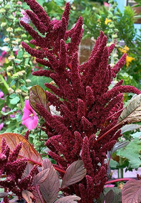 Lorvox Amaranthus Mixed Color Flower Seeds For All Season Seed(10 per packet)