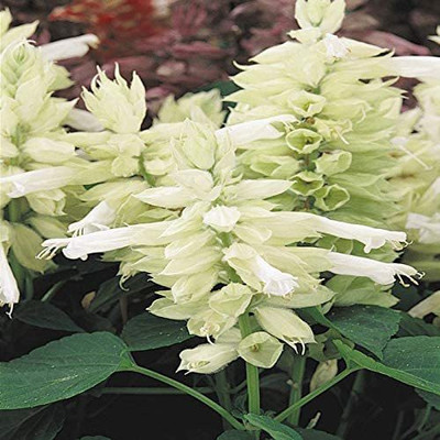 VibeX NDIR-68 - Salvia White Swan Sage - (150 Seeds) Seed(150 per packet)