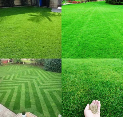 ibains Bermuda grass seeds for lawn biij 4100 Seed(4100 per packet)