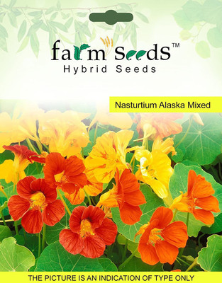 CYBEXIS SEEDS Nasturtium Alaska Mixed Seed(50 per packet)