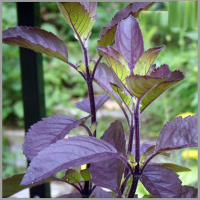 KNESSiN Krishna Tulsi (Black Tulas)-{2000 Seeds} Seed(2000 per packet)