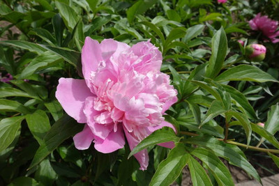XOLDAA balsam frower Seed(20 per packet)