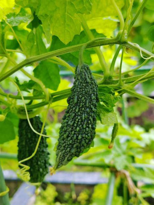 Kodali Hybrid F1 Bitter Gourd Seeds Pack Of 41 Seed(41 per packet)