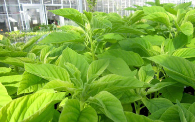 Hmr Organic Jamaican Callalo Also Known As Amaranth Seed(500 per packet)