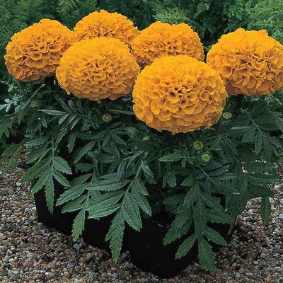 the green dotcom Marigold flower seeds PACK OF 70 Seed(70 per packet)