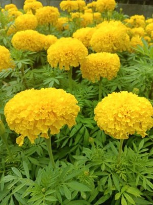 Ansaldo STS marigold/gende ka phool flower seeds Seed(75 per packet)