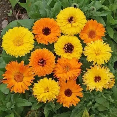 Lorvox Calendula flower Seed(70 per packet)