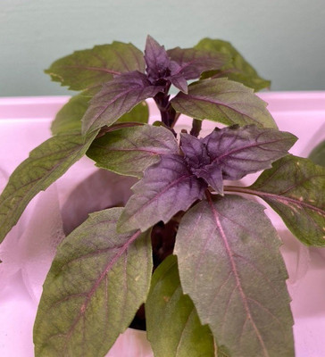 VibeX ® VMR-93 Red Rubin Basil Seeds Seed(1000 per packet)