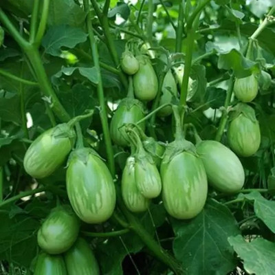 Aro Brinjal Green round, Brinjal, Eggplant Seed(270 per packet)