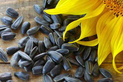 CYBEXIS VXI-2 - Huge Tall Common Sunflower - (450 Seeds) Seed(450 per packet)