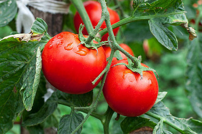 CosaCentrum tomato Seed(145 per packet)
