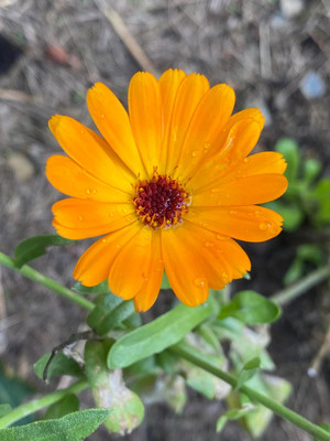 Lippy Calendula Flower Seed(100 per packet)