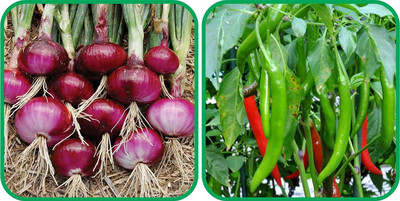 WILLVINE SCI -IV Chilli And Red Onion[1gm, 200 Seeds] Seed(200 per packet)