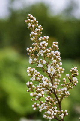 salven gypsophila flower Seed(25 per packet)