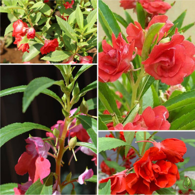 Silba Dopati Seeds, Balsam Seeds, Dopati Bij, Balsam Flower Seeds Seed(164 per packet)