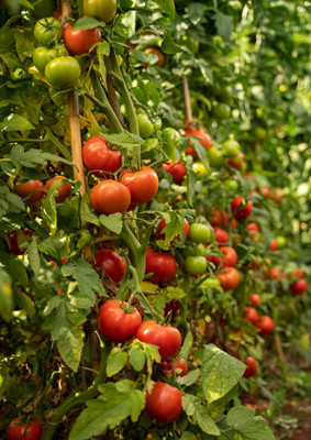Palak capsicum tomato Seed(85 per packet)
