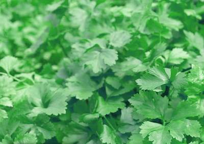 WILLVINE XL-266 Chinese Kintsai Leafy Celery Seed(500 per packet)