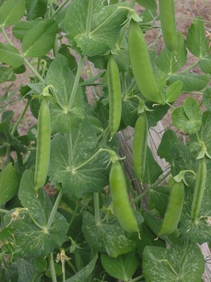 KNESSiN GREENS Garden Pea Matar -{800 Seeds} Seed(800 per packet)