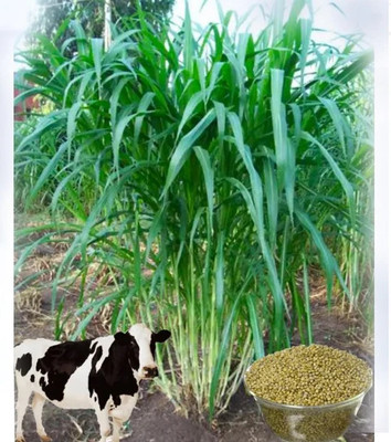 DEYS AGRO ® Super Napier Multicut Bajra GRASS Hybrid Grass Seeds for COW|GOAT Seed(4000 per packet)