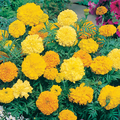 ME Traders Marigold African Mix Seed(28 per packet)