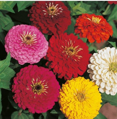 Avysa Premium Quality Zinnia Mixed Seed(10 per packet)