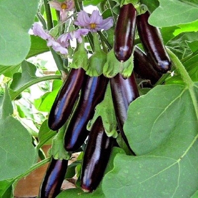 CYBEXIS Seeds of Vegetable Brinjal Long Purple600 Seeds Seed(600 per packet)