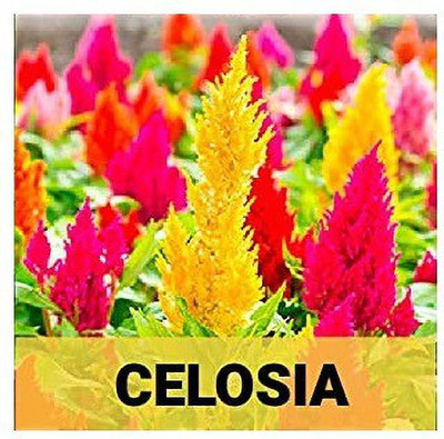 CYBEXIS Celosia400 Seeds Seed(400 per packet)