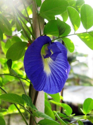 NurseryFriends Clitoria ternatea, Gokarni, Sankhapushpi, Butterfly Pea Flower Seed(20 per packet)