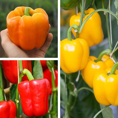 KNESSiN Red Orange Yellow Capsicum Vegetable Seeds For Gardening-(400 Seeds) Seed(400 per packet)