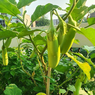 BDSresolve Green brinjal seeds for home garden PACK OF 74 Seed(74 per packet)