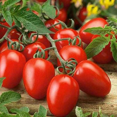 CYBEXIS Pusa Divya Tomato Variety2000 Seeds Seed(2000 per packet)