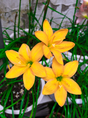 Seedsilk Yellow Rain Lily All Season Flower Bulbs Seed(5 per packet)